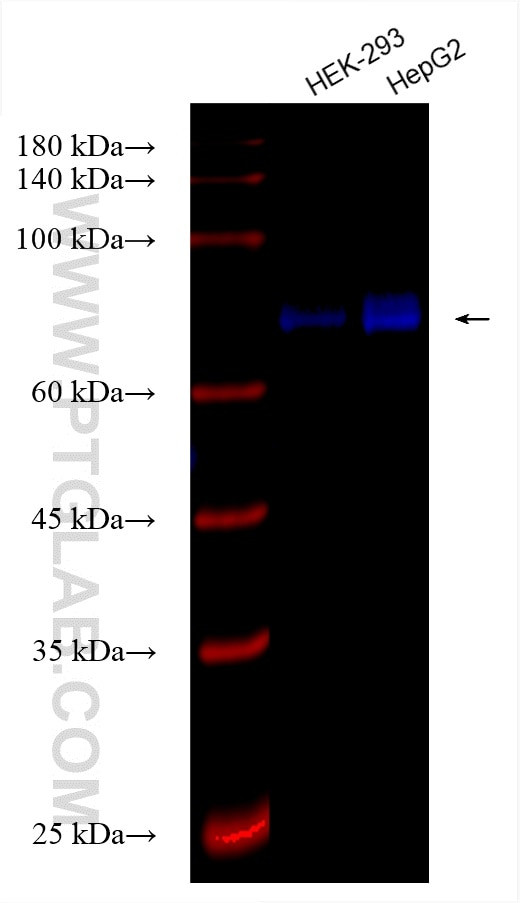 FOXO1 Antibody in Western Blot (WB)
