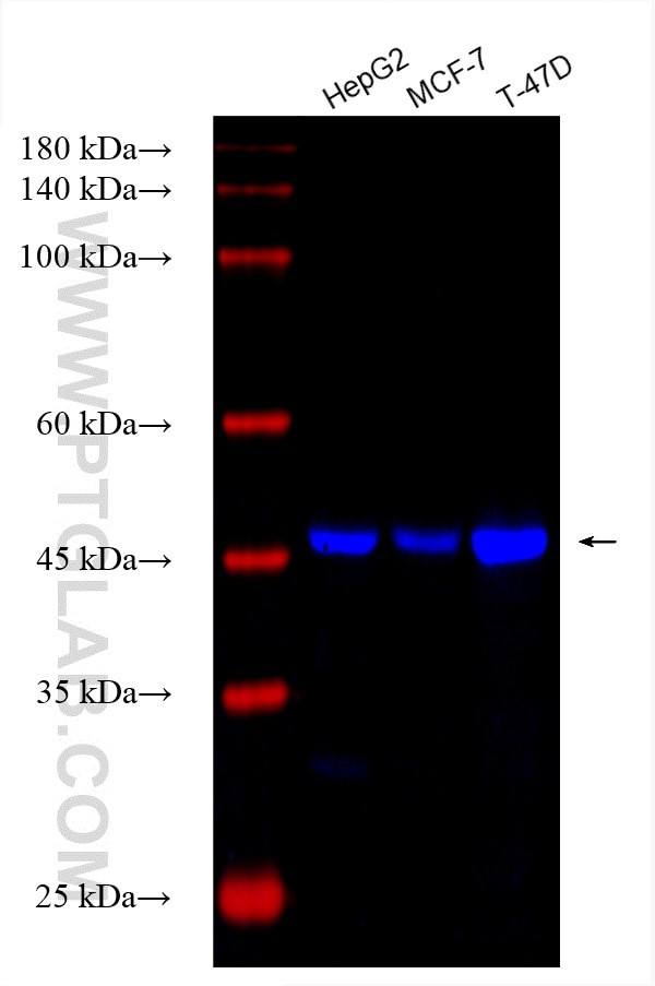 PTPN18 Antibody in Western Blot (WB)