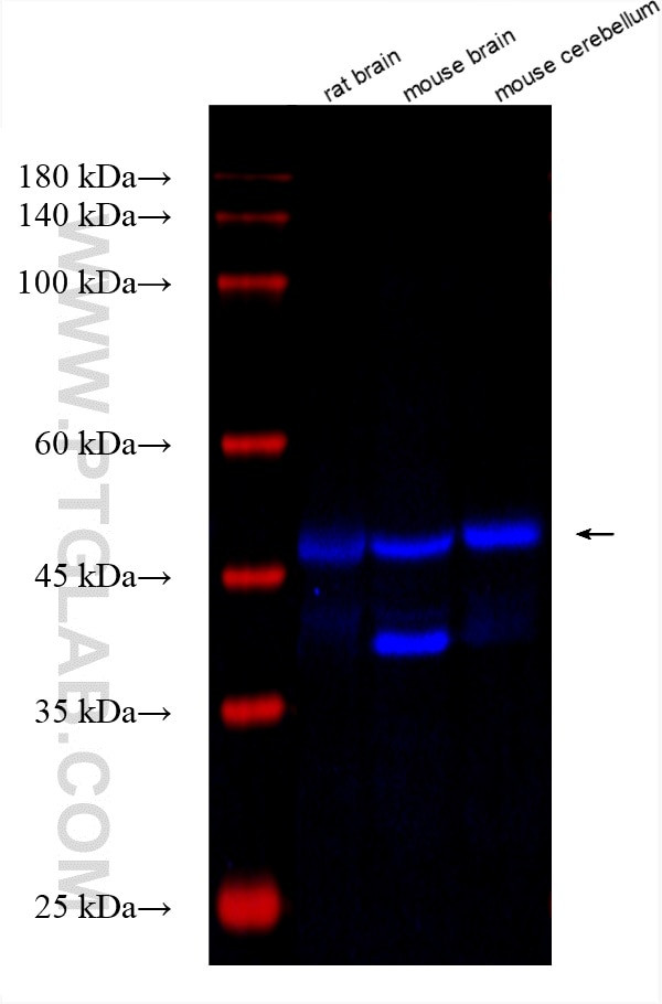 GABRA2 Antibody in Western Blot (WB)