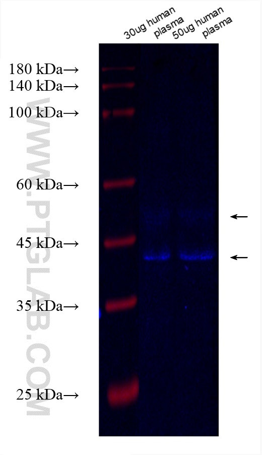 SHBG Antibody in Western Blot (WB)