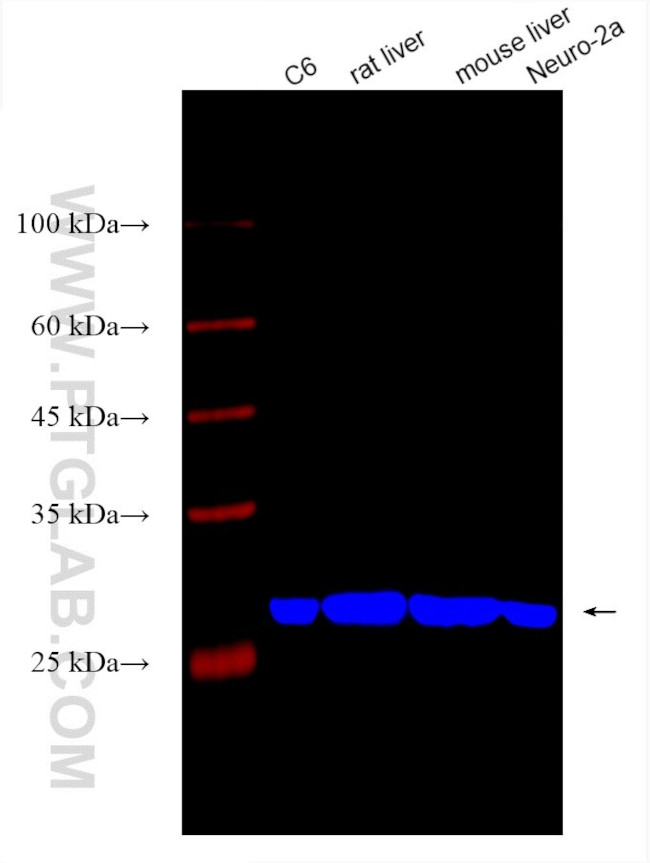 SLC25A5 Antibody in Western Blot (WB)