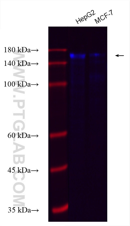 ZO-2 Antibody in Western Blot (WB)