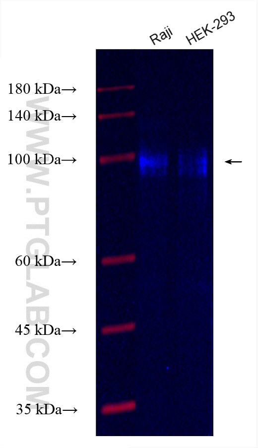 MDM1 Antibody in Western Blot (WB)