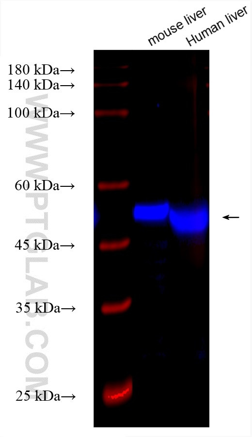 FMO1 Antibody in Western Blot (WB)