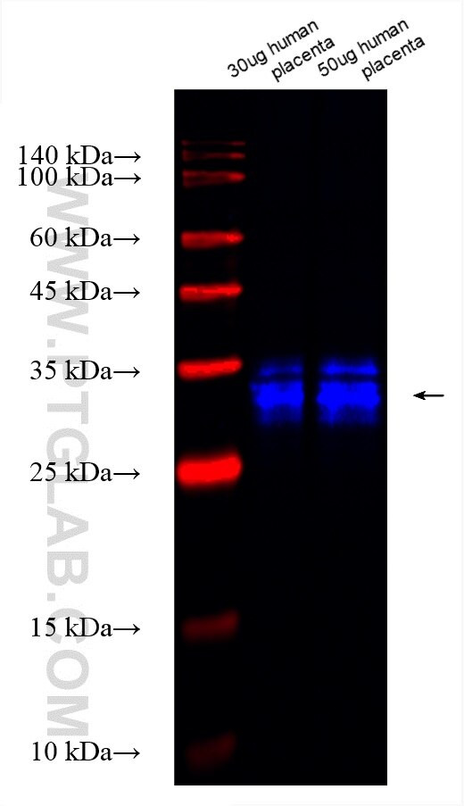 TFPI2 Antibody in Western Blot (WB)
