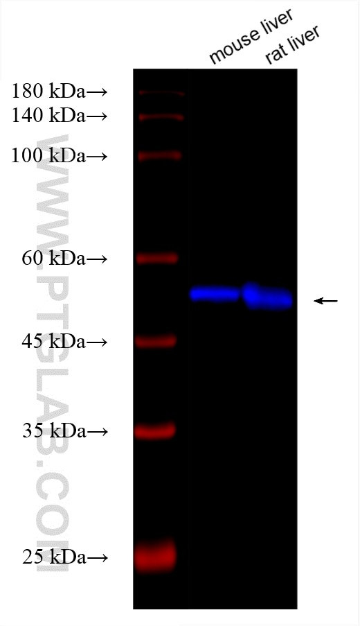 Shh Antibody in Western Blot (WB)