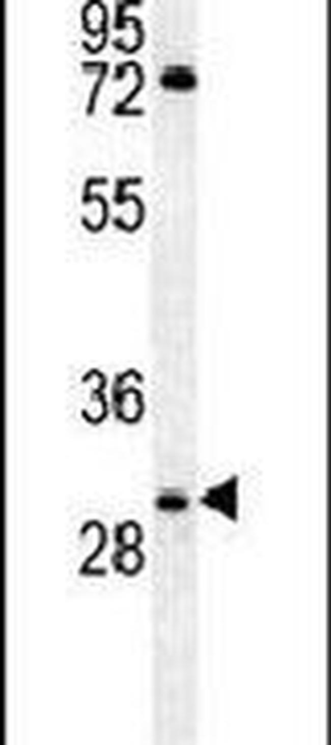 Claudin 12 Antibody in Western Blot (WB)