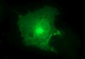 CLDN6 Antibody in Immunocytochemistry (ICC/IF)