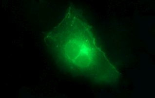 CLDN6 Antibody in Immunocytochemistry (ICC/IF)