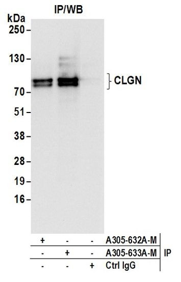CLGN Antibody in Immunoprecipitation (IP)