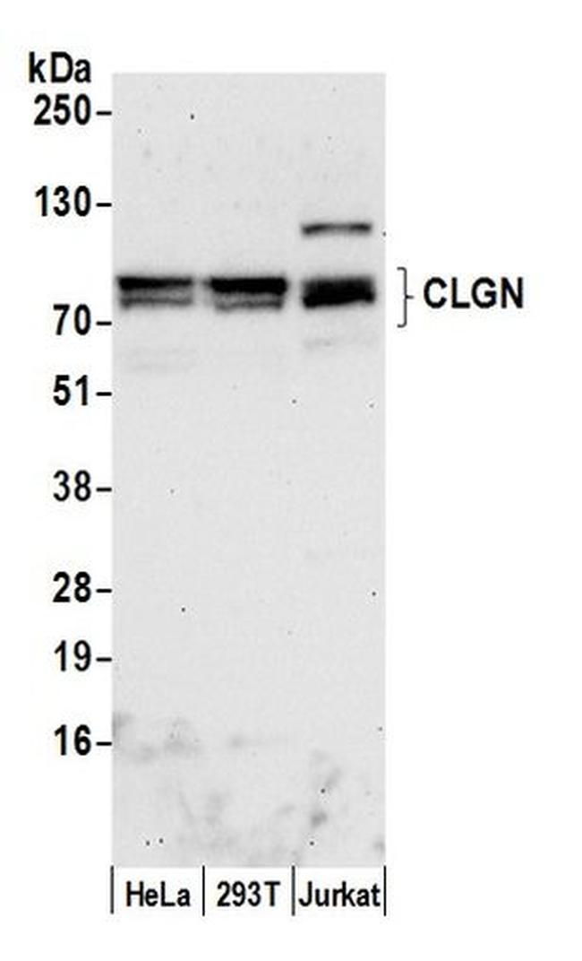 CLGN Antibody in Western Blot (WB)