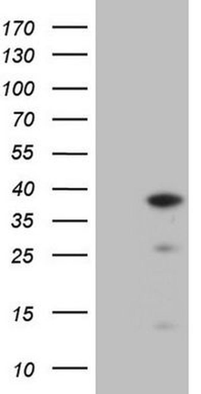 CLOCK Antibody in Western Blot (WB)