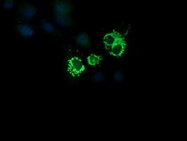 CMPK1 Antibody in Immunocytochemistry (ICC/IF)