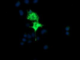 CMPK1 Antibody in Immunocytochemistry (ICC/IF)
