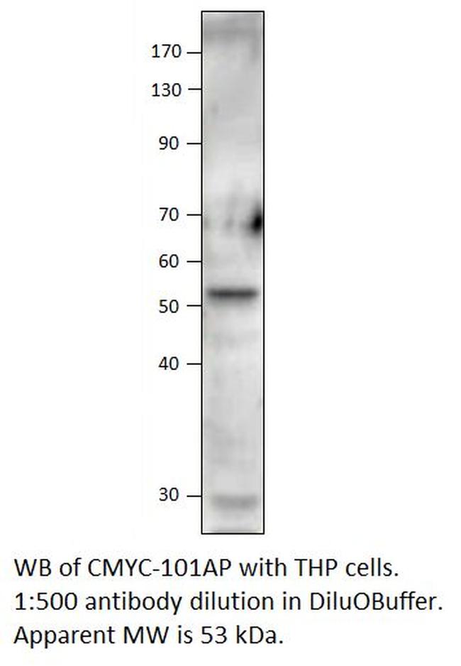 C-Myc Antibody in Western Blot (WB)