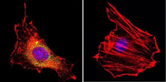 CNGA3 Antibody in Immunocytochemistry (ICC/IF)