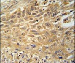 CNNM4 Antibody in Immunohistochemistry (IHC)