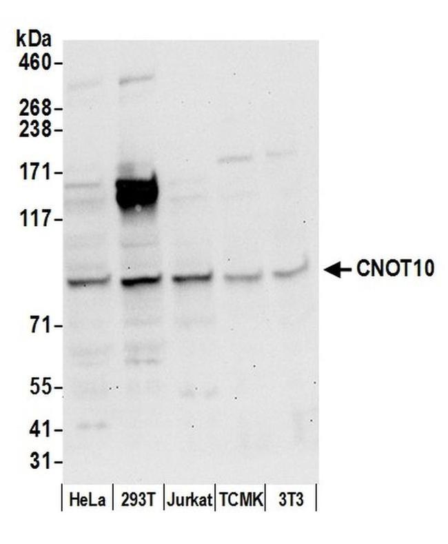 CNOT10 Antibody in Western Blot (WB)