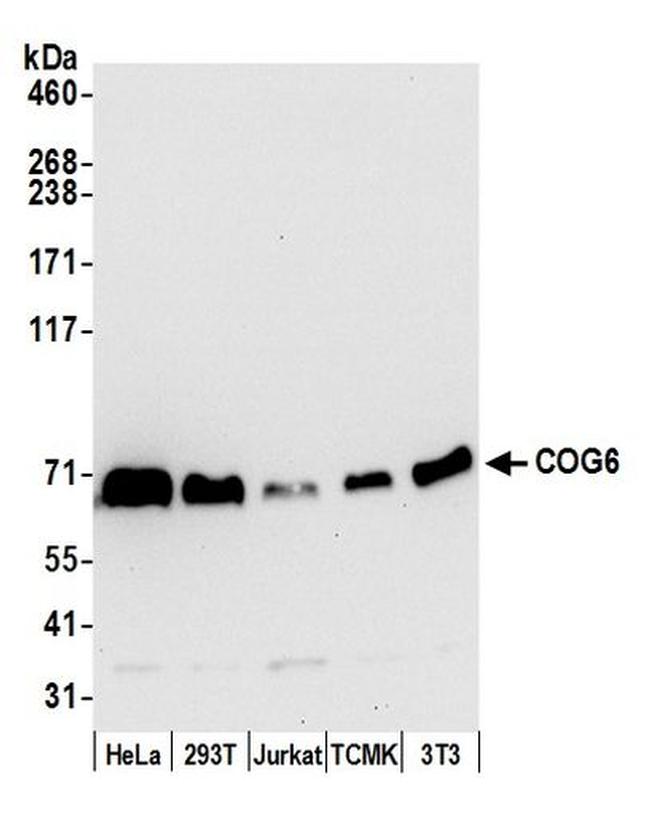 COG6 Antibody in Western Blot (WB)