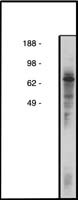 CERT Antibody in Western Blot (WB)