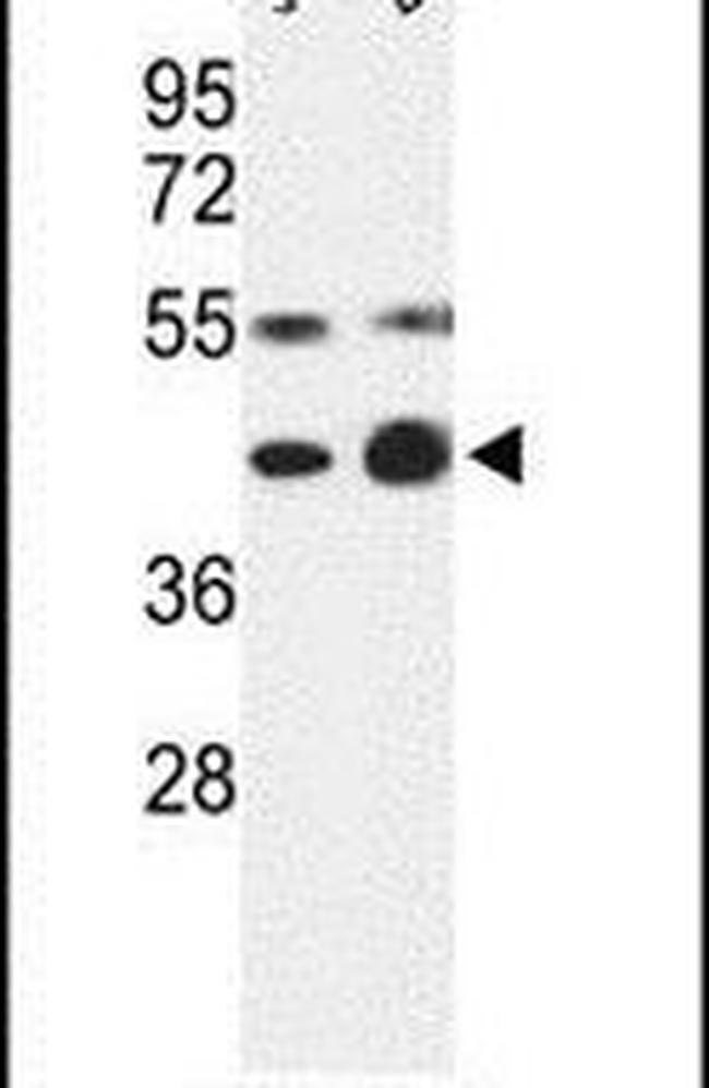 COPS3 Antibody in Western Blot (WB)