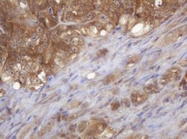COPS6 Antibody in Immunohistochemistry (Paraffin) (IHC (P))