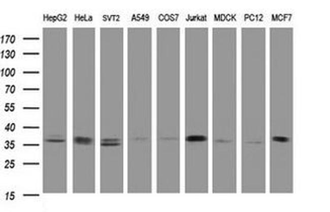 COPS6 Antibody in Western Blot (WB)
