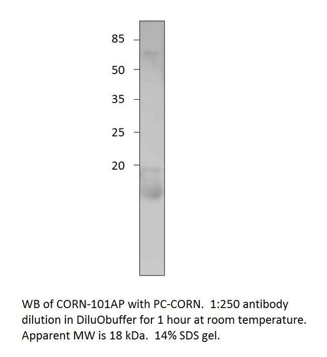 Cornichon Antibody in Western Blot (WB)