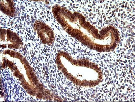 COX4NB Antibody in Immunohistochemistry (Paraffin) (IHC (P))