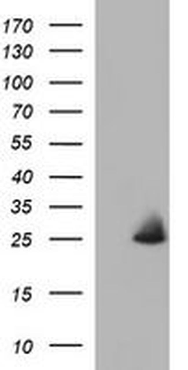 COX4NB Antibody in Western Blot (WB)