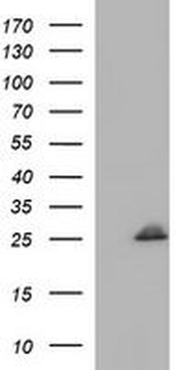 COX4NB Antibody in Western Blot (WB)