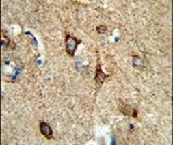 COX5A Antibody in Immunohistochemistry (IHC)