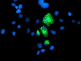CPA1 (Carboxypeptidase A1) Antibody in Immunocytochemistry (ICC/IF)