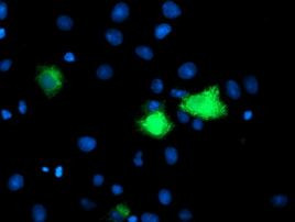 CPA1 (Carboxypeptidase A1) Antibody in Immunocytochemistry (ICC/IF)