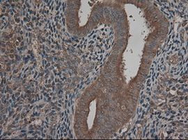 CPA1 (Carboxypeptidase A1) Antibody in Immunohistochemistry (Paraffin) (IHC (P))