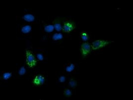 CPA2 Antibody in Immunocytochemistry (ICC/IF)