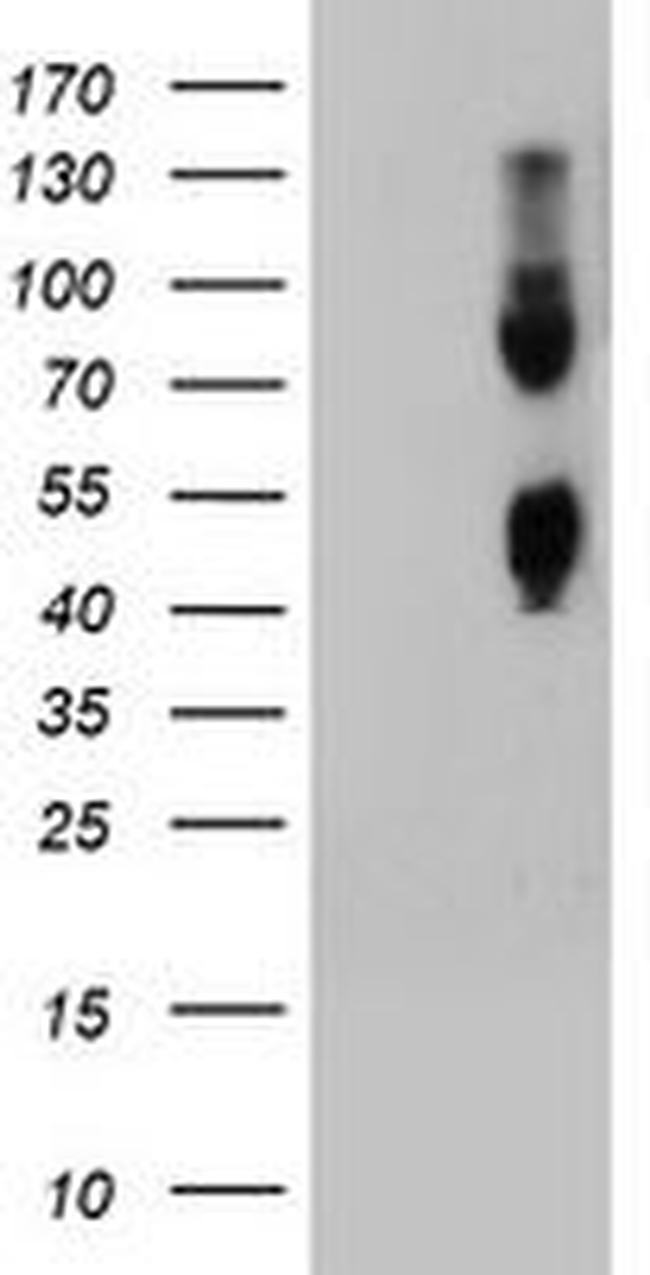 CPO Antibody in Western Blot (WB)