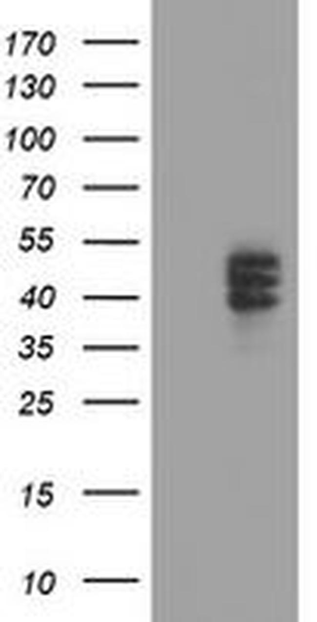 CPO Antibody in Western Blot (WB)
