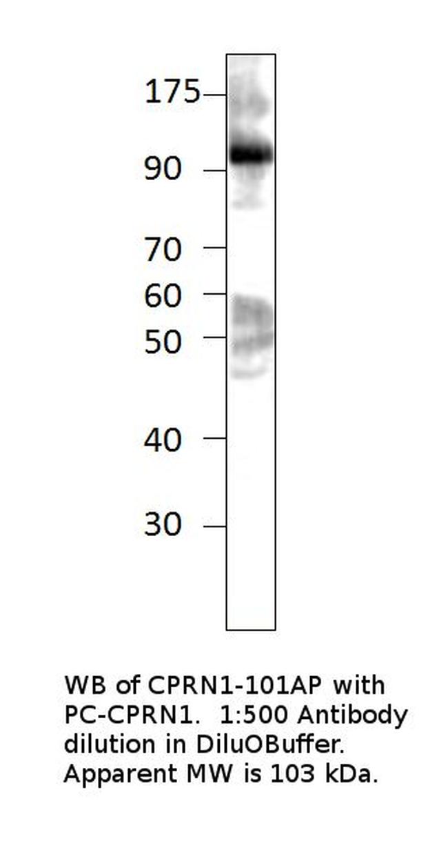 GPIP137 Antibody in Western Blot (WB)