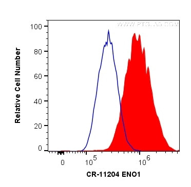 ENO1 Antibody in Flow Cytometry (Flow)