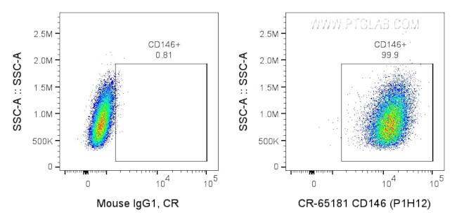 CD146 Antibody in Flow Cytometry (Flow)