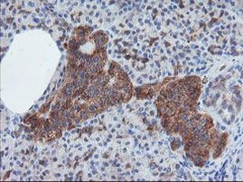 CRYZL1 Antibody in Immunohistochemistry (Paraffin) (IHC (P))