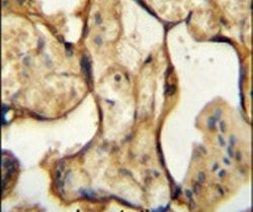 CSH1 Antibody in Immunohistochemistry (IHC)