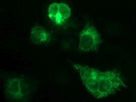 CSH1 Antibody in Immunocytochemistry (ICC/IF)