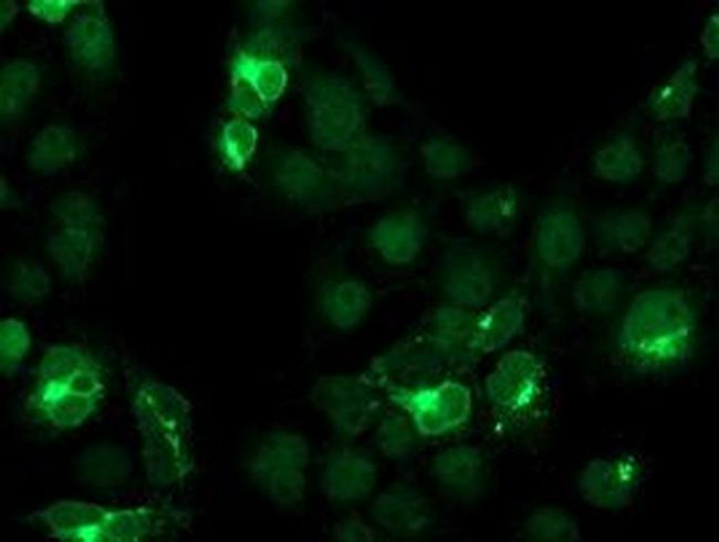 CST4 Antibody in Immunocytochemistry (ICC/IF)