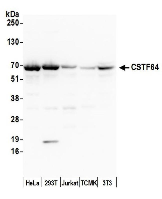 CSTF64 Antibody in Western Blot (WB)