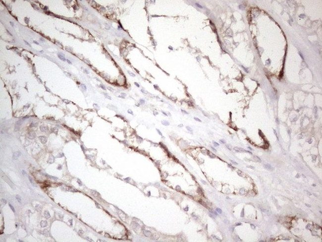 CTDSP2 Antibody in Immunohistochemistry (Paraffin) (IHC (P))
