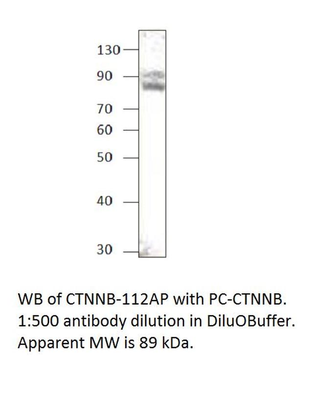 beta Catenin Antibody in Western Blot (WB)