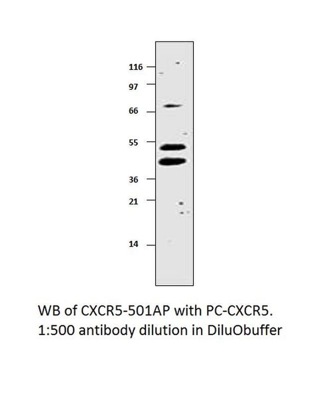 CXCR5 Antibody in Western Blot (WB)