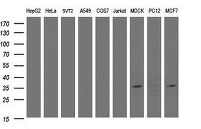 CYB5R1 Antibody in Western Blot (WB)